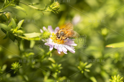 欧洲蜜蜂