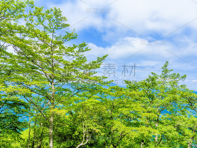 枫树山径
