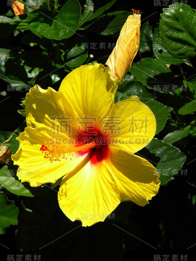 美丽的黄色木槿花