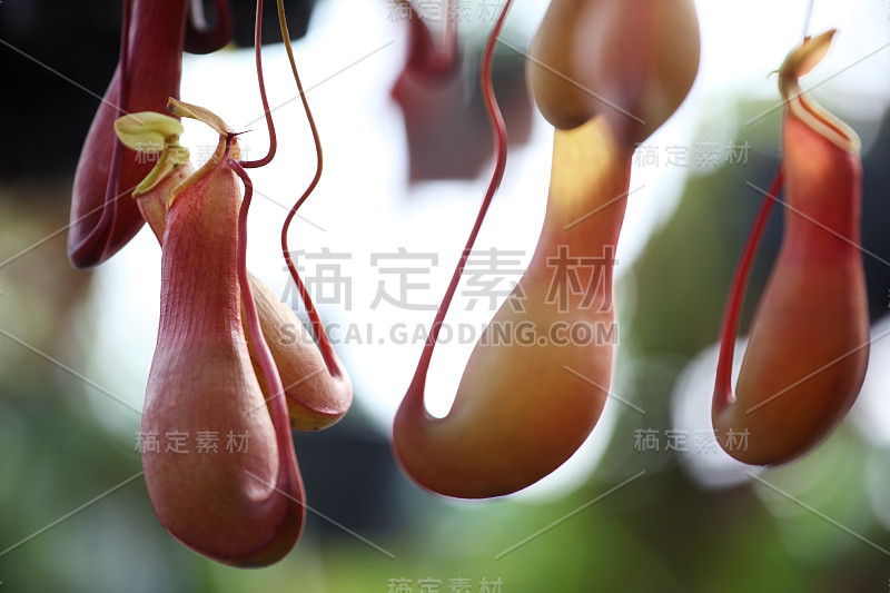 热带猪笼草