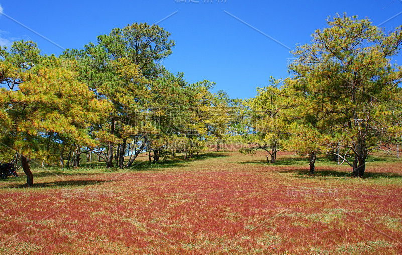 大叻，生态旅游，草地，松林