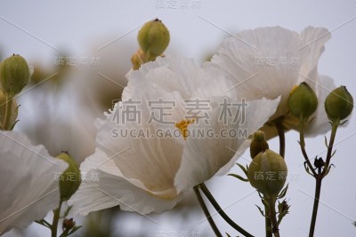 白酒