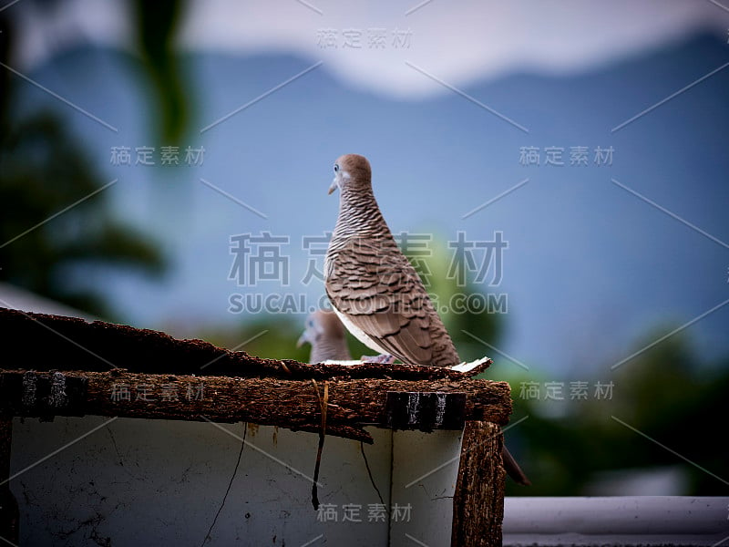 在泰国的斑纹Geopelia与模糊的自然背景。