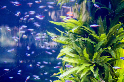 水族馆里满是美丽的热带鱼