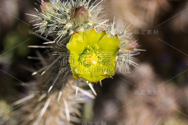 美丽盛开的野生沙漠黄色仙人掌花。