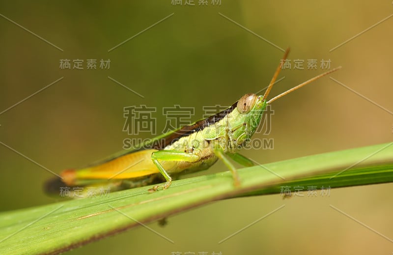 蚱蜢在草地上休息