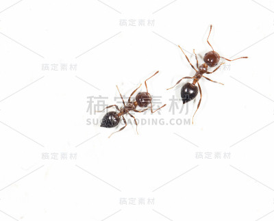 白墙上的蚂蚁。关闭