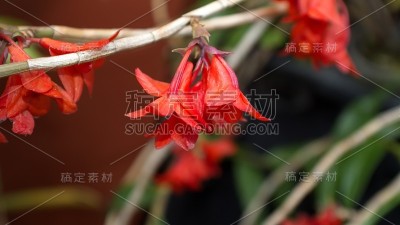 小红兰花