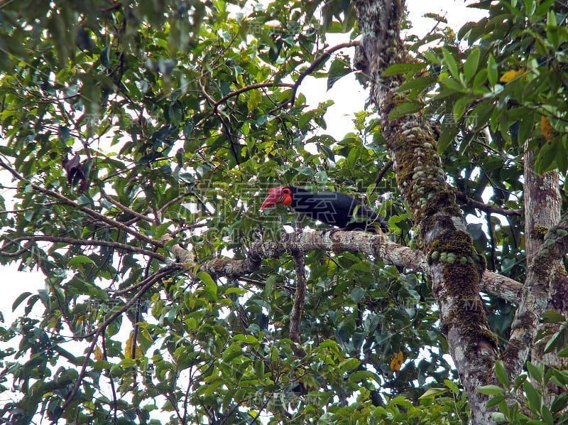 雌性扭动犀鸟(leucocephalus)