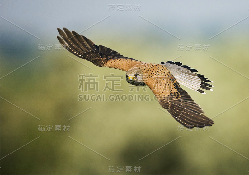 雄性红隼(Falco tinnunulus)