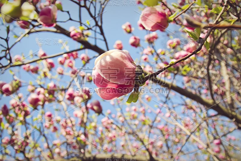 木兰之花