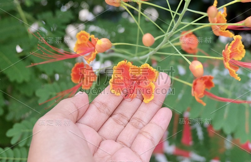 树上牵着红孔雀花