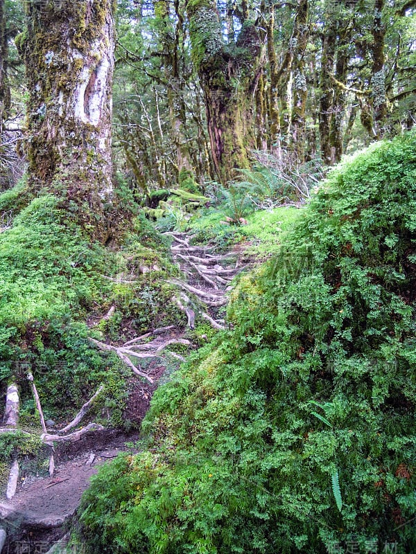 有苔藓和地衣的热带雨林