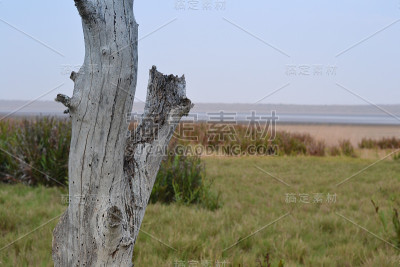 浮木树