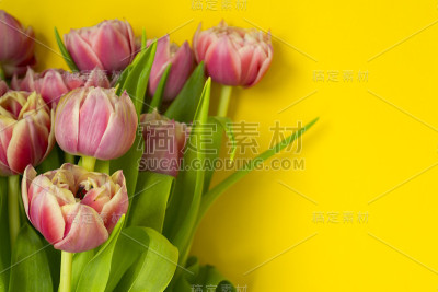 黄色背景上的粉色郁金香。三八妇女节快乐。春天的概念。这里有文本的位置。