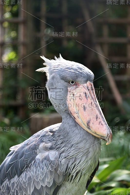 Shoebill，非洲的一种大鸟