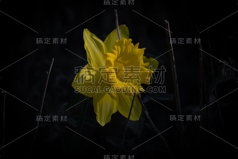 黑暗中的黄色水仙(narcissus assoanus)