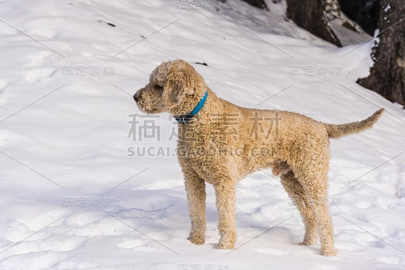 狗在雪中玩耍