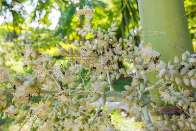 花和蜜蜂