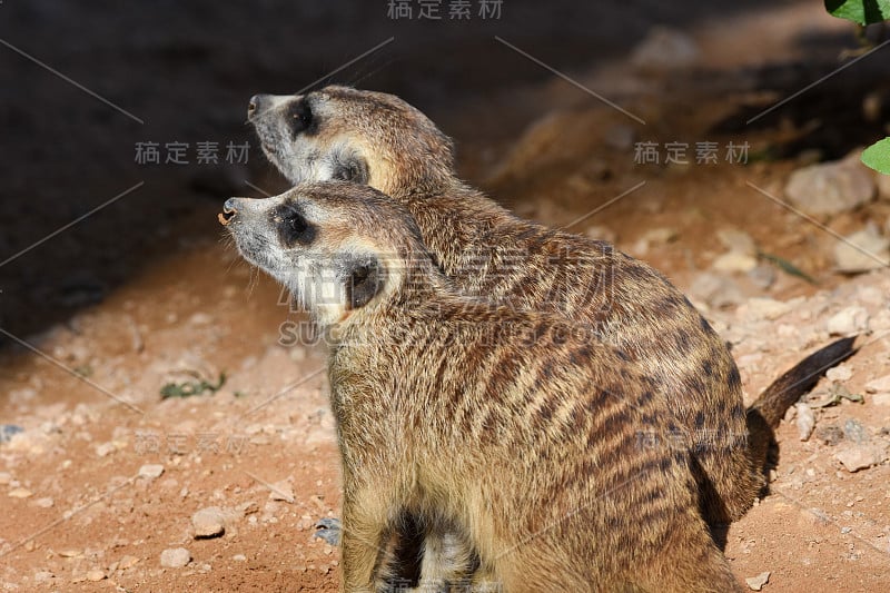 一对狐獴在沙漠中寻找食物(Suricata suricatta)。