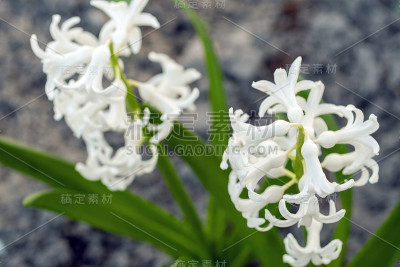 近距离拍摄的风信子花