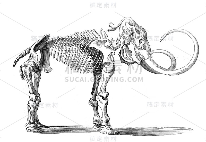 长毛象的骨架，收录在《迈耶斯辞典》第4卷，1897年，莱比锡