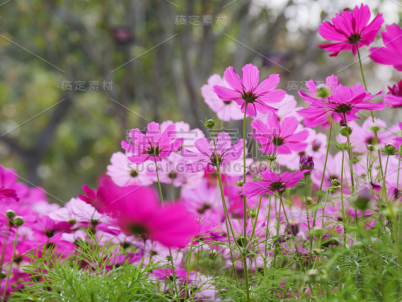 原野上有清新自然的五彩缤纷的宇宙花，百花齐放的草地