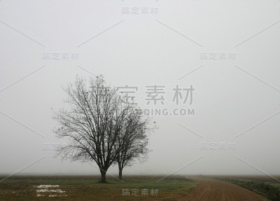 雾蒙蒙的树