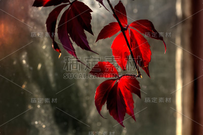 Parthenocissus。园林植物。