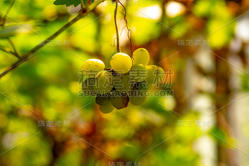 植物上昆虫的微距摄影