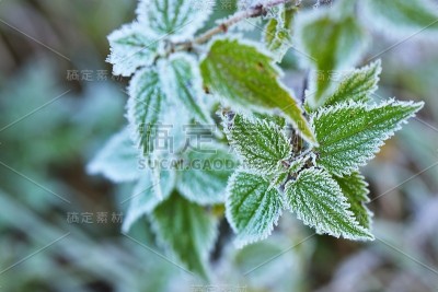 冬天有白霜的冰冻植物