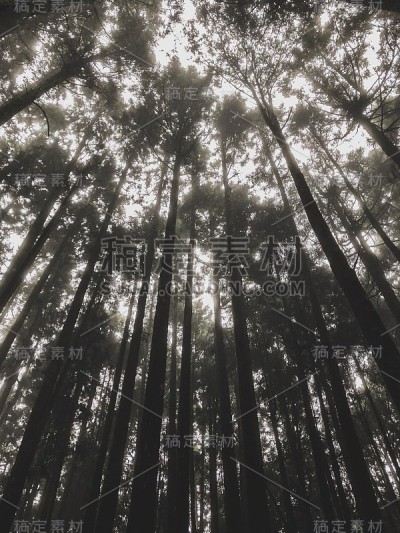 Alishan, Taichung