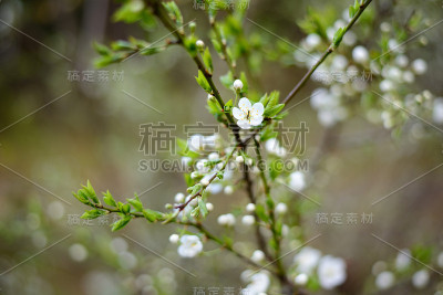 春天开花的树