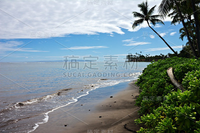 僻静的海滩上郁郁葱葱的树叶