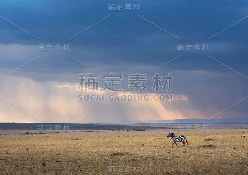 奔跑斑马在五彩缤纷的天空背景，马赛马拉，非洲，肯尼亚