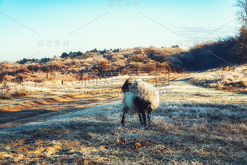 《自然背景》，苏格兰黑脸绵羊