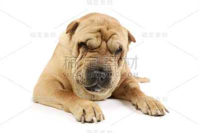 工作室拍摄的可爱的沙皮狗