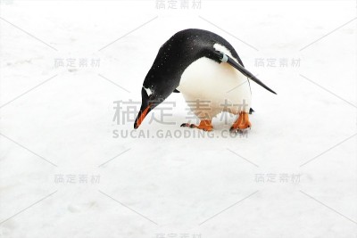 ペンギンのお散歩