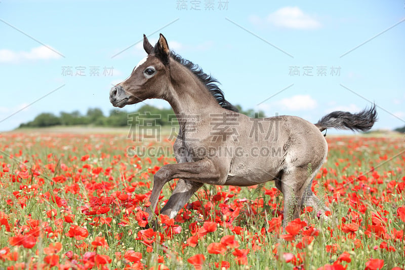 阿拉伯马