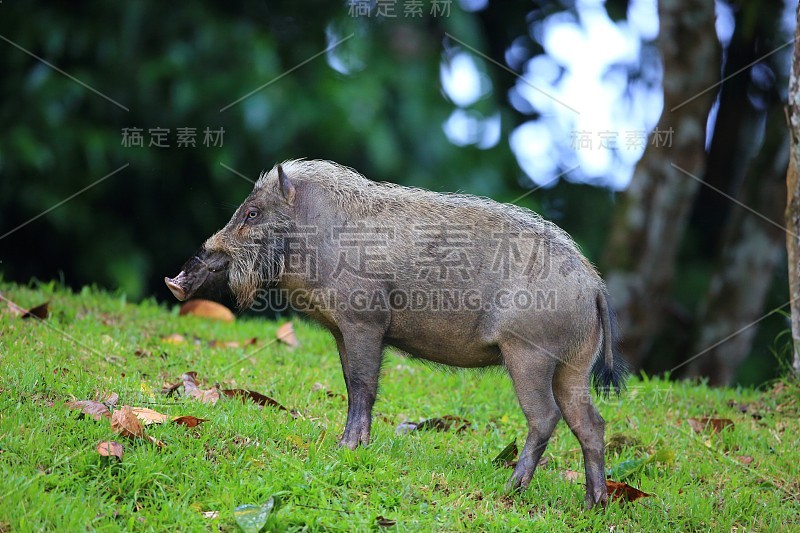 马来西亚的婆罗洲鬃猪(鬃猪)