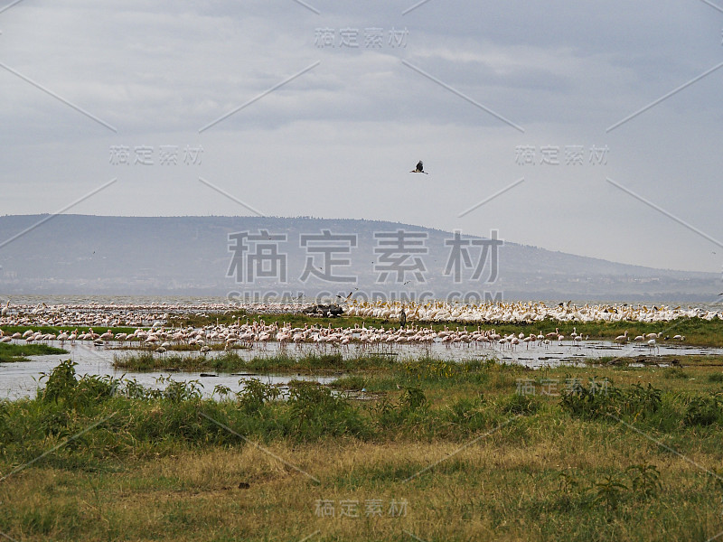 火烈鸟、鹈鹕和其他鸟类聚集在非洲肯尼亚的纳库鲁湖