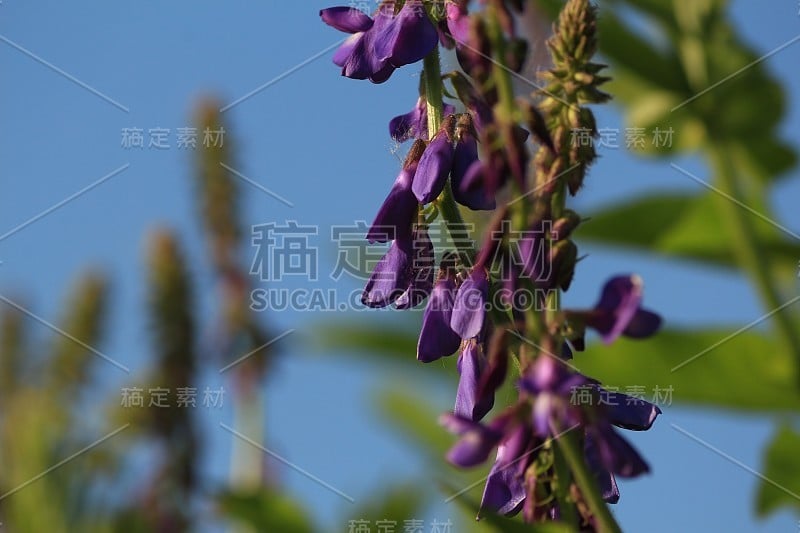 东方山羊草，东方盖勒加。紫色的花在阳光下特写，以蓝色的天空为背景。紫色、绿色、蓝色自然底色。大自然中