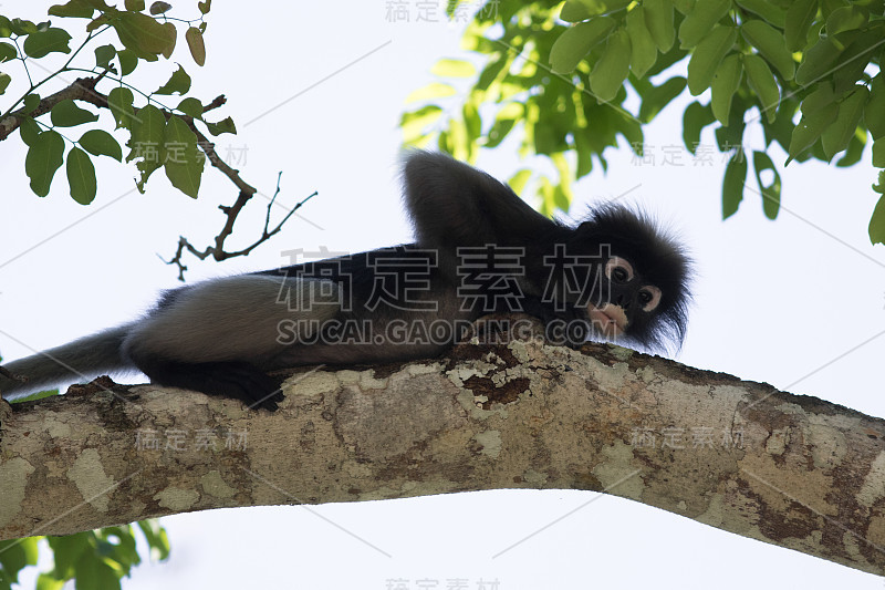 暗龙。