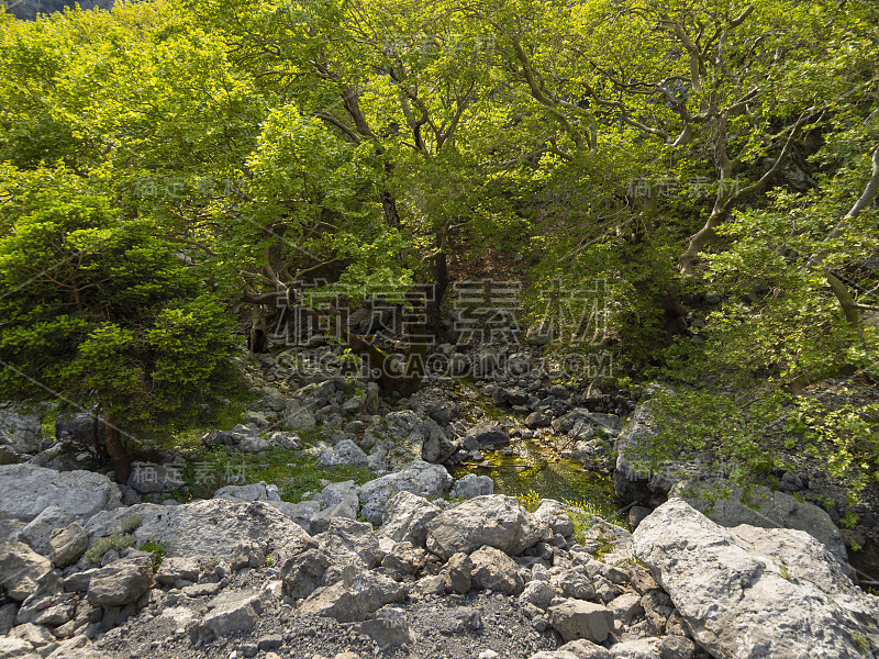 在希腊的埃维亚岛，山区湍急的河流和清澈的水在森林里的山区Dirfys