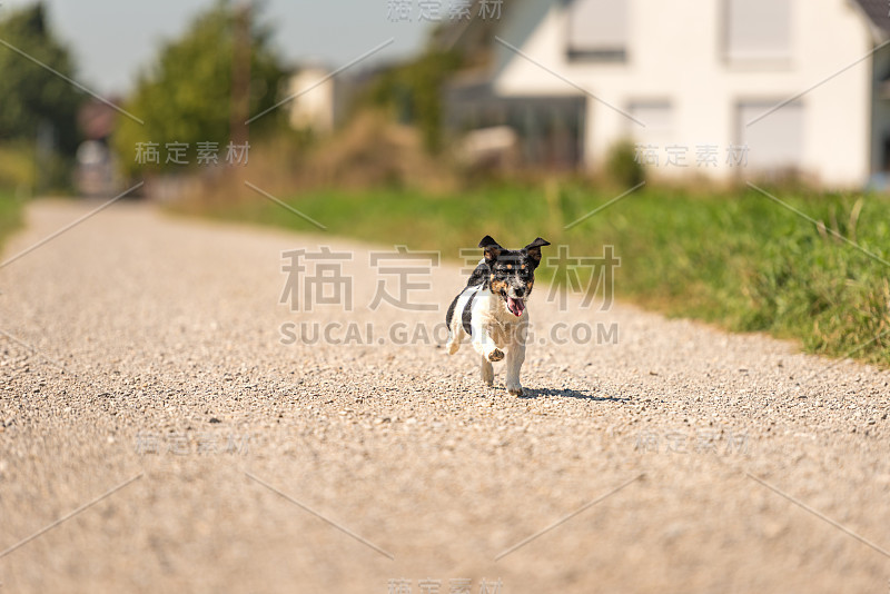 有趣的杰克罗素梗。一只狗独自在村里的一条路上奔跑