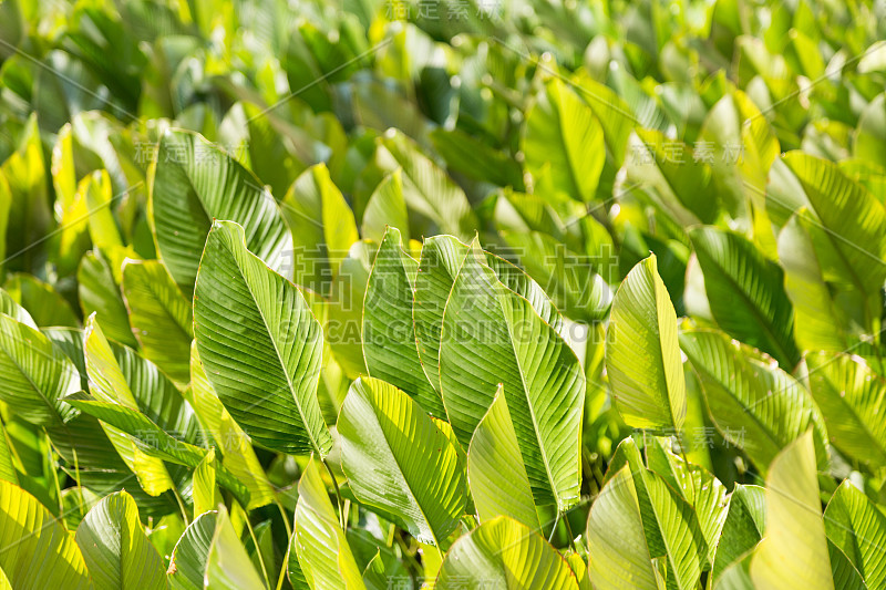 茂盛肥沃的绿叶在热带花园里