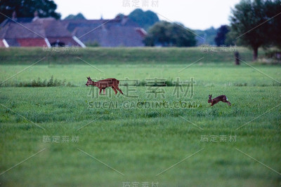 狍和野兔在草地上行走。