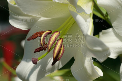 花园里的白百合花的特写