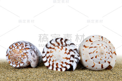 热带贝壳。