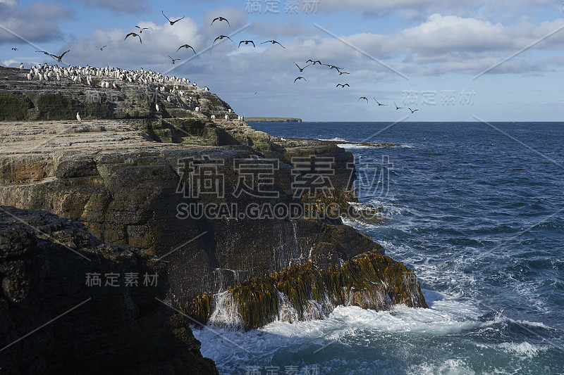 布里克岛海岸的皇家毛毛